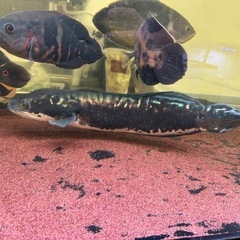 レッドスネークヘッド(ショートボディ)45cm 引き取り限定