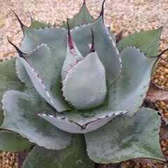 アガパリートランカータ 熊本 ロックガーデン 3