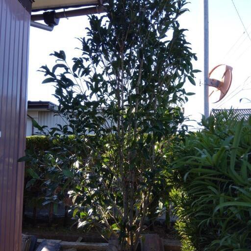 最も良い香り ·  縁起のいい  キンモクセイ (  金木犀 )