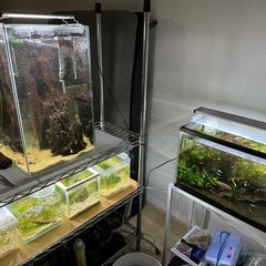 アクリル水槽フルセット(生体込)