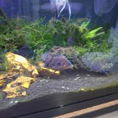 ダトニオの中古が安い！激安で譲ります・無料であげます(5ページ目  