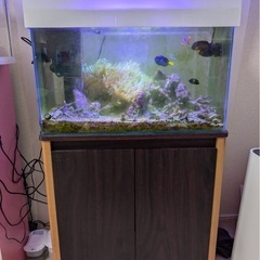 東京都のオーバーフロー水槽の中古が安い！激安で譲ります・無料  