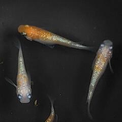 沖縄県の王華の中古が安い！激安で譲ります・無料であげます｜ジモティー 