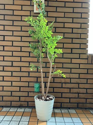 観葉植物(ダミー)