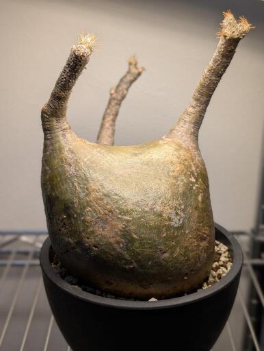 パキポディウム グラキリス 現地球 現地株 ワイルド 大株 発根済み 鉢込み