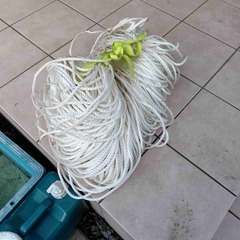 希少佐賀県久保泉産オオクワガタ生体☆雄75mm 雌45mm ペア (D-POCKET  