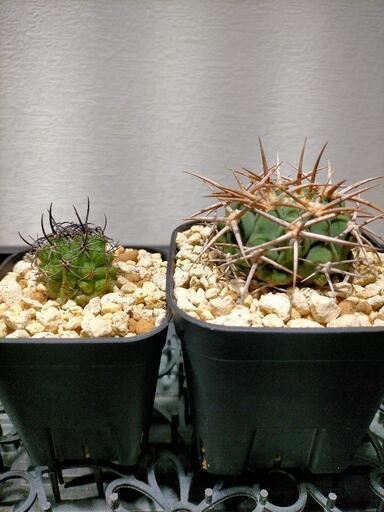 【お取引中】サボテン ギムノカリキウム フェロシオール ＆ ネオポルテリア 暗黒玉 2株セット(その他アガベやサボテン等あります)