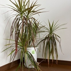 超特大サイズ コンシンネ 値下げしました