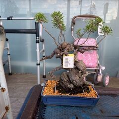 KOMATSU コマツPC30FR-1 (ヤンマー VIO 30 OEM) ○ 油圧ショベル