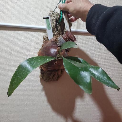 ビカクシダ　エリシー