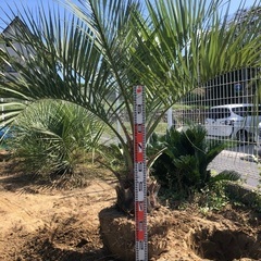 千葉県のココスヤシの中古が安い！激安で譲ります・無料であげます  