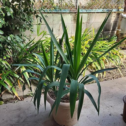 植物　ユッカ(大)