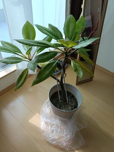 プルメリアの木