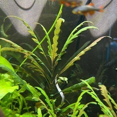 売却済】軽量・車椅子エルゴライト折りたたみ旅行可能バック付ERGO  