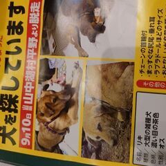 迷子犬探してます