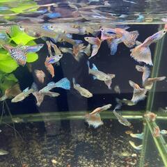 ○特価値段交渉可大きな沓脱石靴脱ぎ石庭石小豆島産￥3万引き取り限定  