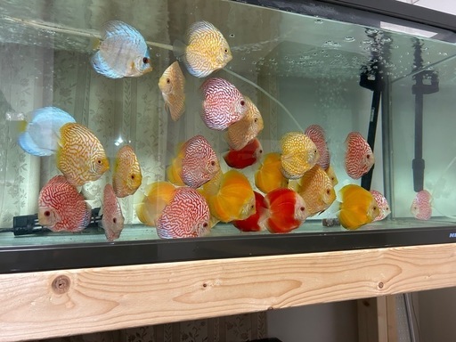 ディスカス、 熱帯魚1匹 (小川) 加島のその他の中古あげます・譲ります｜ジモティーで不用品の処分