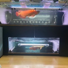 1200水槽 アクリル水槽 水槽フルセット 熱帯魚 大型魚 ポリプ ダトニオ