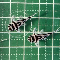 F1 インペリアルゼブラ ブリード個体 ランダム 3cm前後