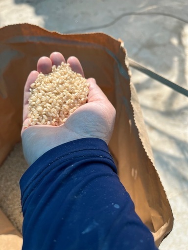 お米 令和5年産 玄米30キロ 福井県産 令和5年産