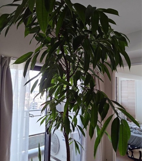 観葉植物(フィカス・ベンガレンシス)