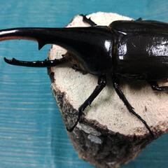 ヘラクレス C68メテオアウトCBF1未使用 末後食トリオ ♂1 頭♀2頭