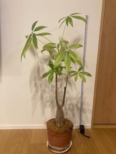 観葉植物 パキラ