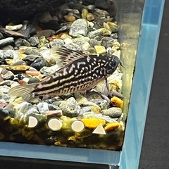 熱帯魚 最終値下げ エンドリ36㌢44㌢46㌢3匹セット