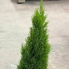 ゴールドクレストの中古が安い！激安で譲ります・無料であげます  