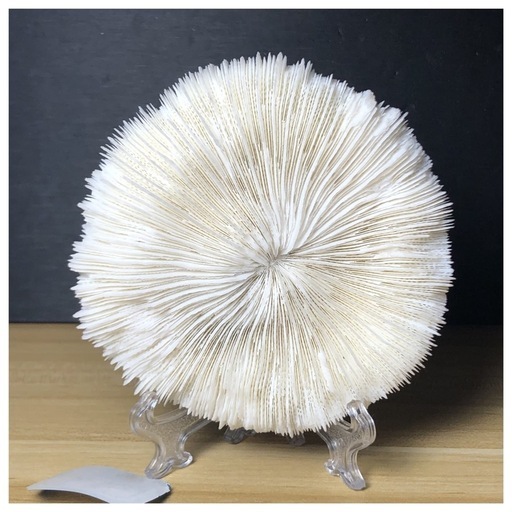 イエモン、ジュディマリ、GLAY、ジュンスカ バンドスコア 14冊セット