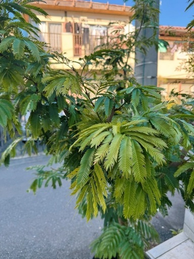 観葉植物元値20万 超特大！エバーフレッシュ(2700*1600)