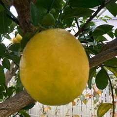 お取引中）伊藤ハム グランドアルトバイエルン 2個束（お取引は今週中  