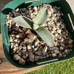 新品 当選品 バドワイザー 2018 ワールドカップ オリジナル