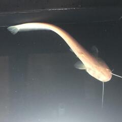 スーパーレッドコウタイ飼い込み 個体 28cm ぐらい 多分 ペアになって