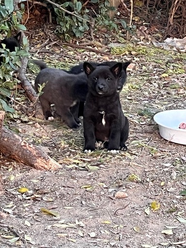 かわいい仔犬 (みさき) 木田のその他の里親募集|ジモティー