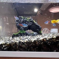 レア⭐︎廃盤品】ADA キューブガーデン 水槽ワイド60㎝ガラス水槽  