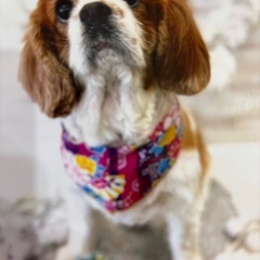 初めまして。平井と申します。家の事情で飼いの困難があるので、興味があり優しい方がよろしくお願いします。の画像