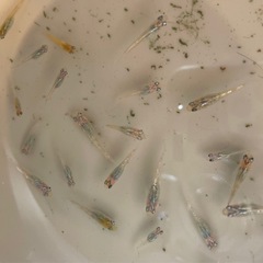 ①②商談中】国産オオクワガタ能勢SR血統（本家直仔累代） (ノーネーム  