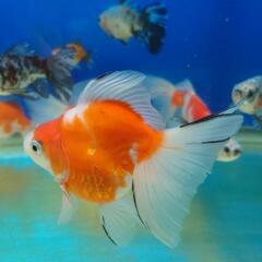 金魚 土佐錦魚 約13cm 追星有り 金魚 土佐錦魚 約13cm 追星有り