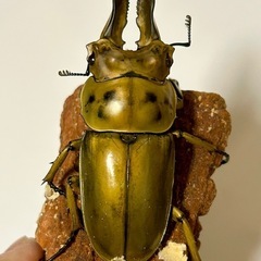 手渡し限定。ババオウゴンオニクワガタ 即ブリペア 手渡し限定。ババオウゴンオニクワガタ 即ブリペア