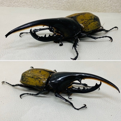 ヘラクレスオオカブト 127.1㍉オス単品 (Az) 吉野町のその他の中古  
