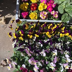 ビオラ その他の中古が安い！激安で譲ります・無料であげます｜ジモティー 