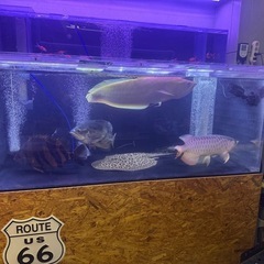 お譲り先決定‼️大型水槽　多段水槽　淡水エイ　アロワナ　プレコ　水槽用品 お譲り先決定‼️大型水槽 多段水槽 淡水エイ アロワナ プレコ 水槽用品