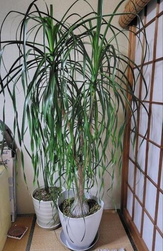 トックリラン　ポニーテール　室内観葉植物