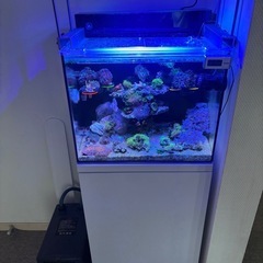 急募※90㎝水槽フルセット(生体付き)最終値下げ