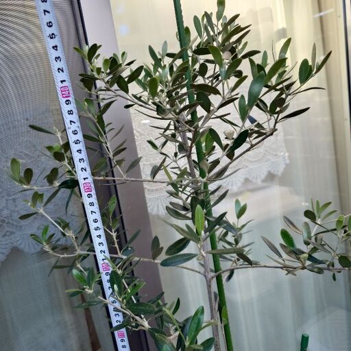 オリーブの木　植木　植物　ガーデニング