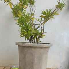 大鉢の中古が安い！激安で譲ります・無料であげます｜ジモティー 