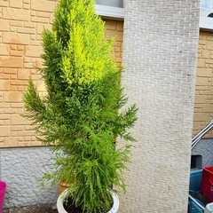 ゴールドクレストの中古が安い！激安で譲ります・無料であげます  