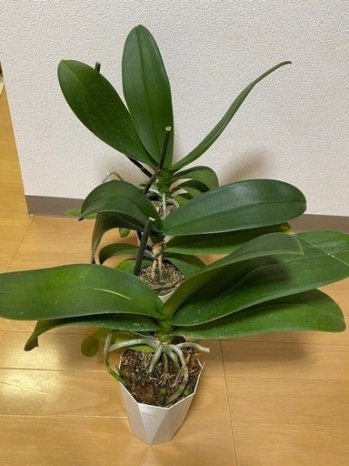 胡蝶蘭 花終わり 抜き苗  観葉植物