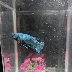 ☆マルチEネット50m緑☆約46%0FF☆電気柵(電柵)☆みやま市☆猪、狸